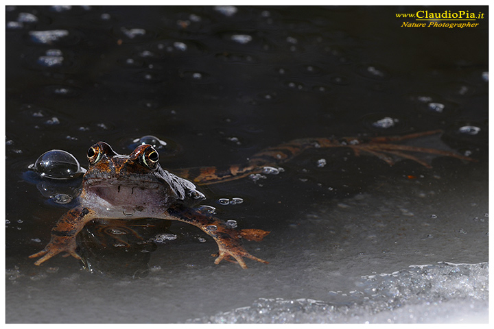 foto, rana temporaria, common frog, mating, eggs, deposizione, val d'aveto